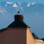 Storchennest-Marrakesch