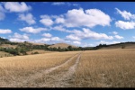 Feldweg-in-Landschaft-scan026