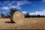 Heuballenrolle_Feld_Boernsen_2012