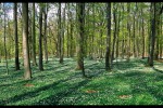Wald-mit-Blueten-Ruegen-04