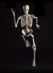 Laufendes-Skelett-web