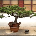 Bonsai-im-geplatzten-Topf-DSCF2091